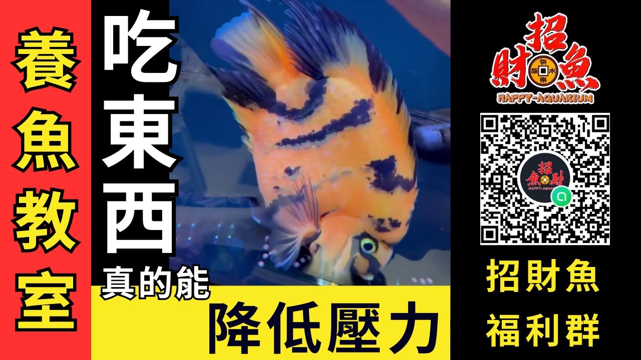 【養魚教室】吃東西真的能 降低壓力