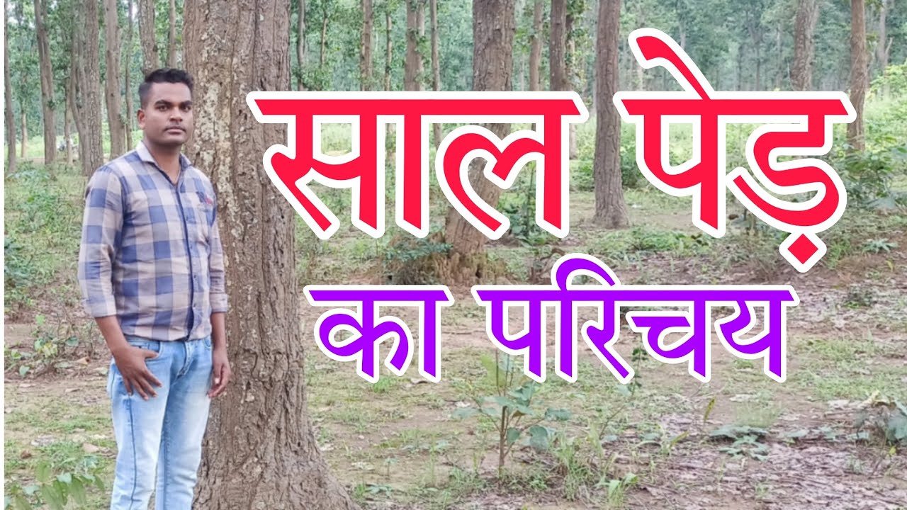 Shorea Robusta Tree!! साल के पेड़!! 💐💐 vlogs