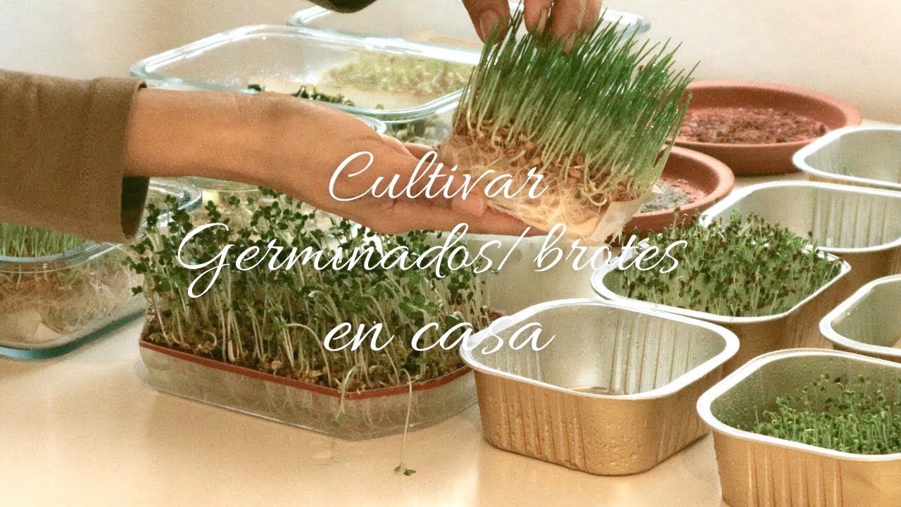 #6 Cómo cultivar germinados/brotes en casa sin tierra:Superalimento sin químicos(subtítulos) #brotes