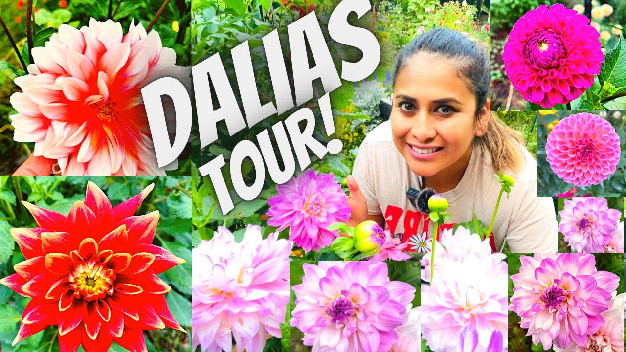 El Tour mas esperado de una multitud de DALIAS/bellas flores , #jardineria  #flores