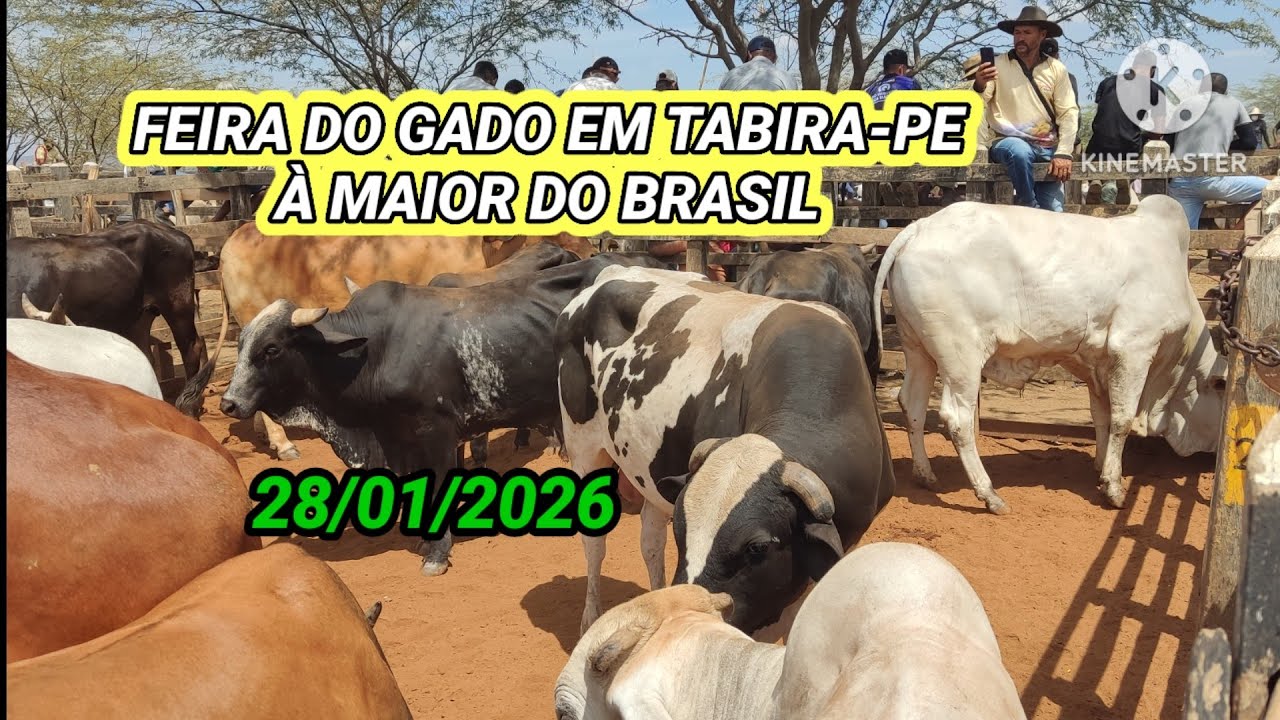 Feira do Gado de Tabira-PE / pesquisa de preço no Curral dia 28/01/26