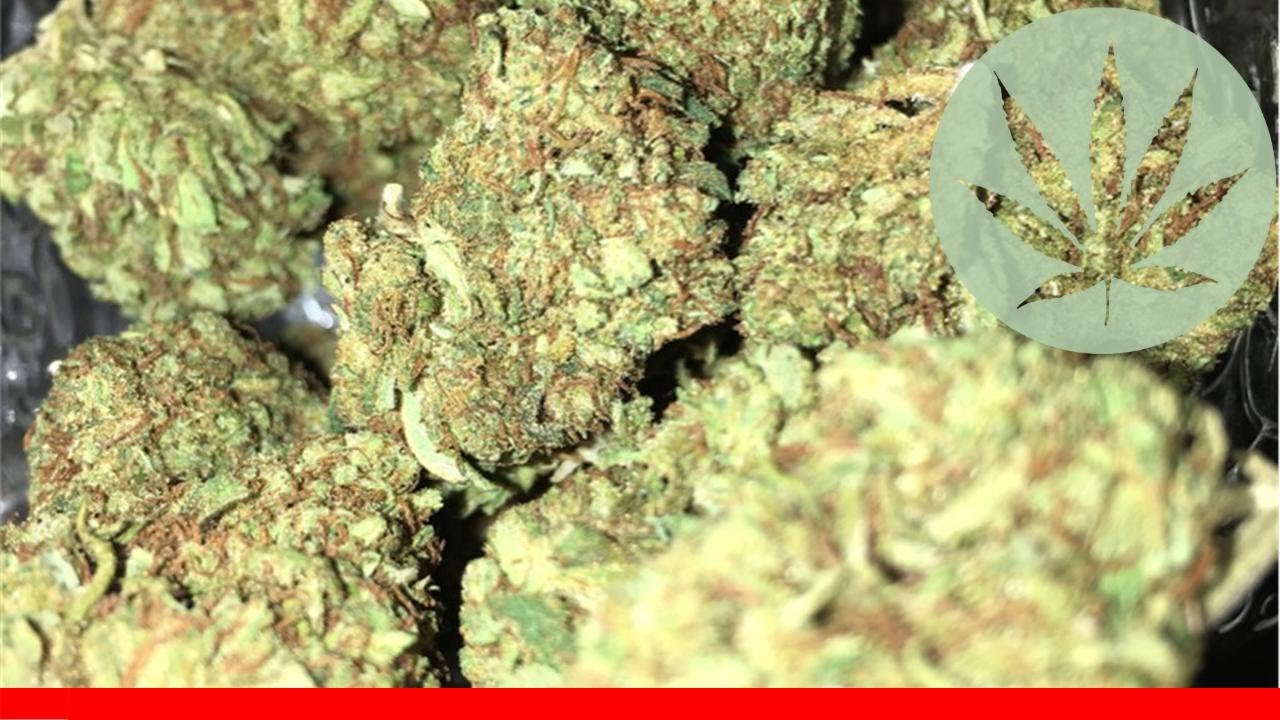 Ringo'S Gift - All About This Strain