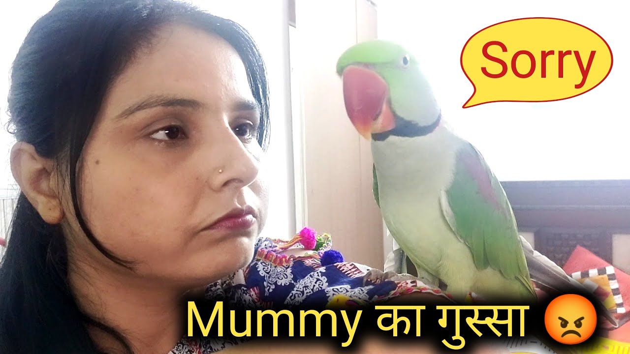 Mummy ka Gussa 😡 Pablo Parrot Vs Mumma 😍