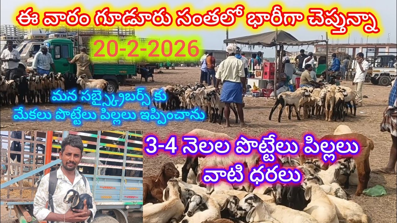 గూడూరు సంతలో ఈ వారం భారీగా చెప్తున్నా 3-4 నెలల పొట్టేలు పిల్లలు  ధరలు#gudur sheep goats market#20-2-