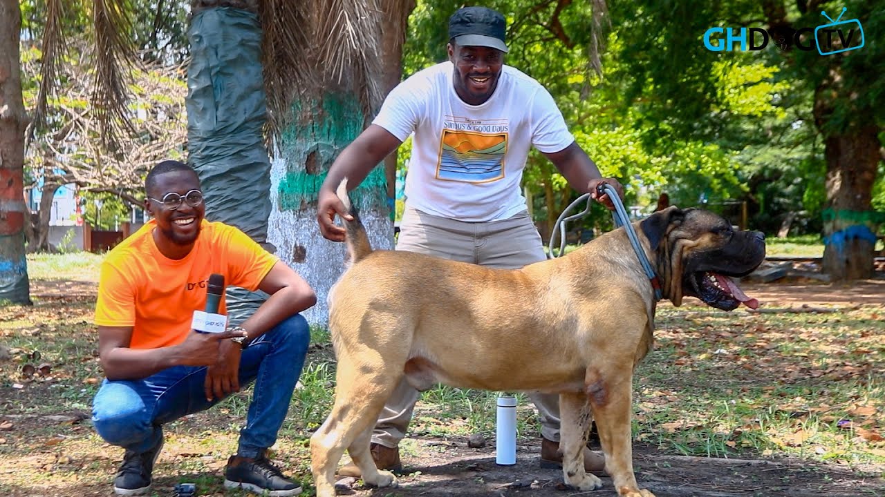 The Biggest and Highest Appraised Boerboel in Ghana? A chat with Monsoon Boerboels