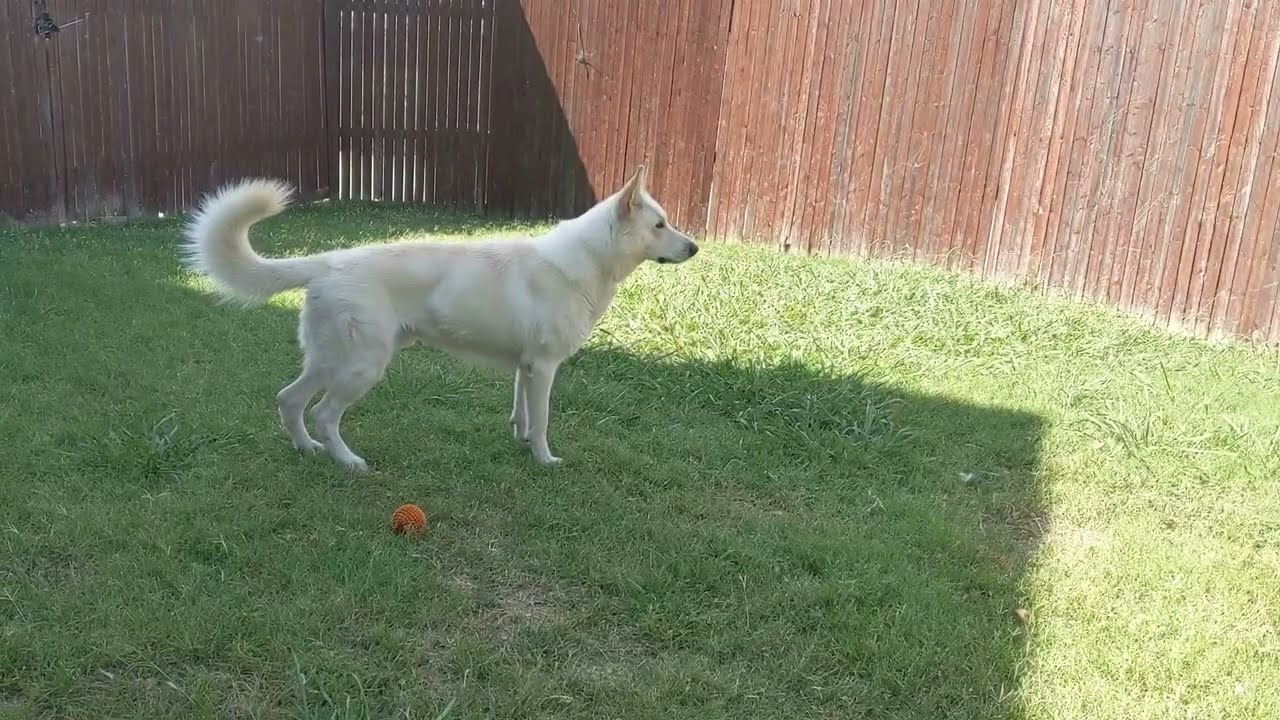 German Shepherd Barking
