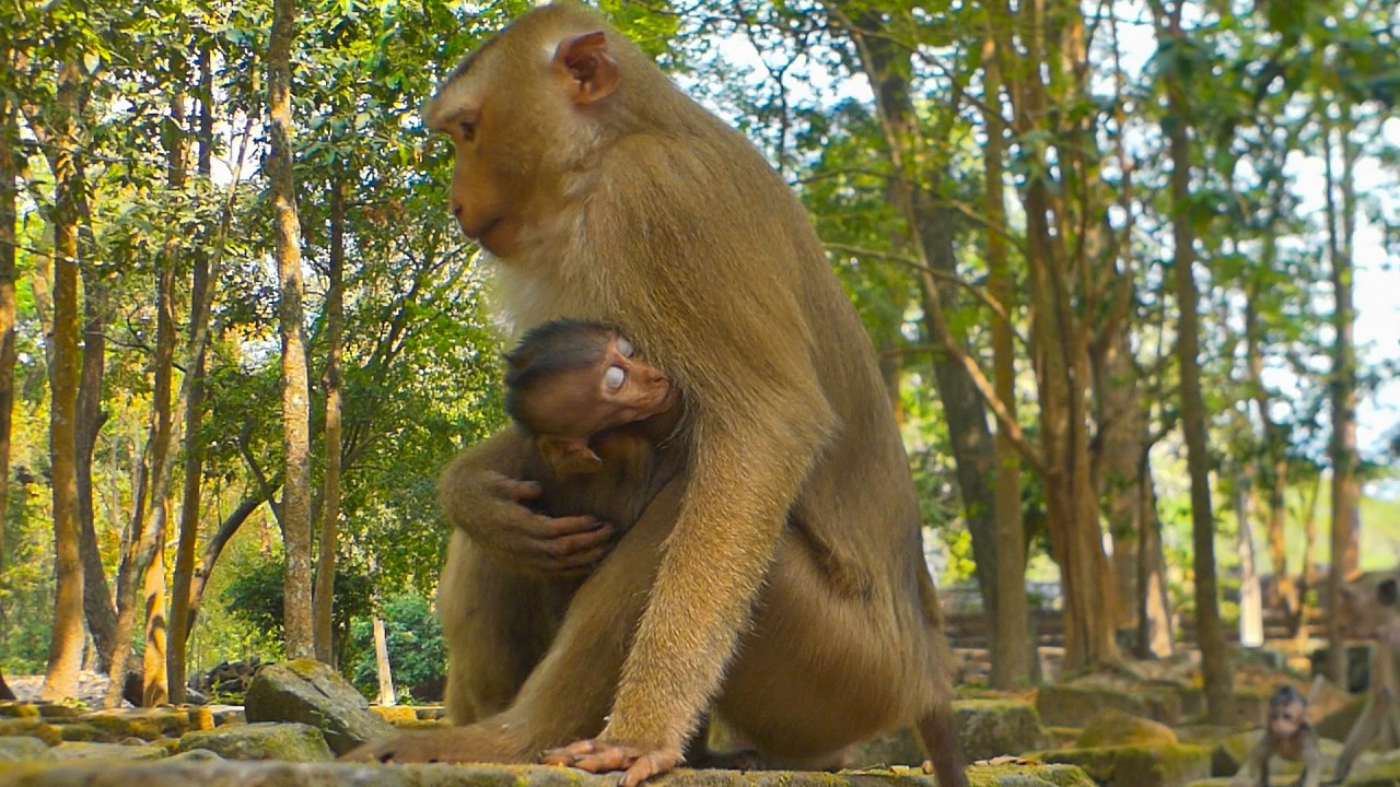 This long-tail baby like auntie Linda so much & Lumi need his mother give him milk