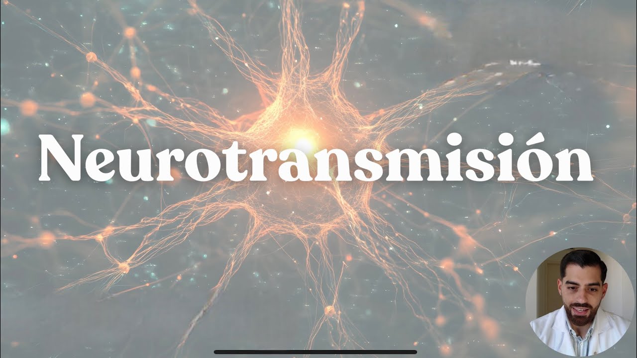 Neurotransmisión: cómo se comunican las neuronas | Neurobiología básica parte 1