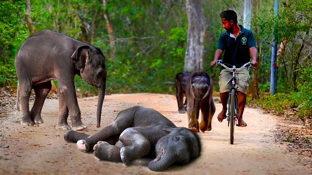 Baby elephants go out for a walk