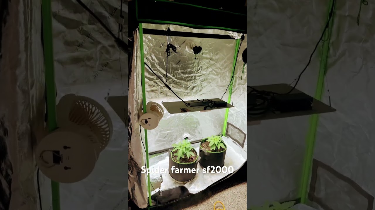 Grow tent, spider farmer sf2000