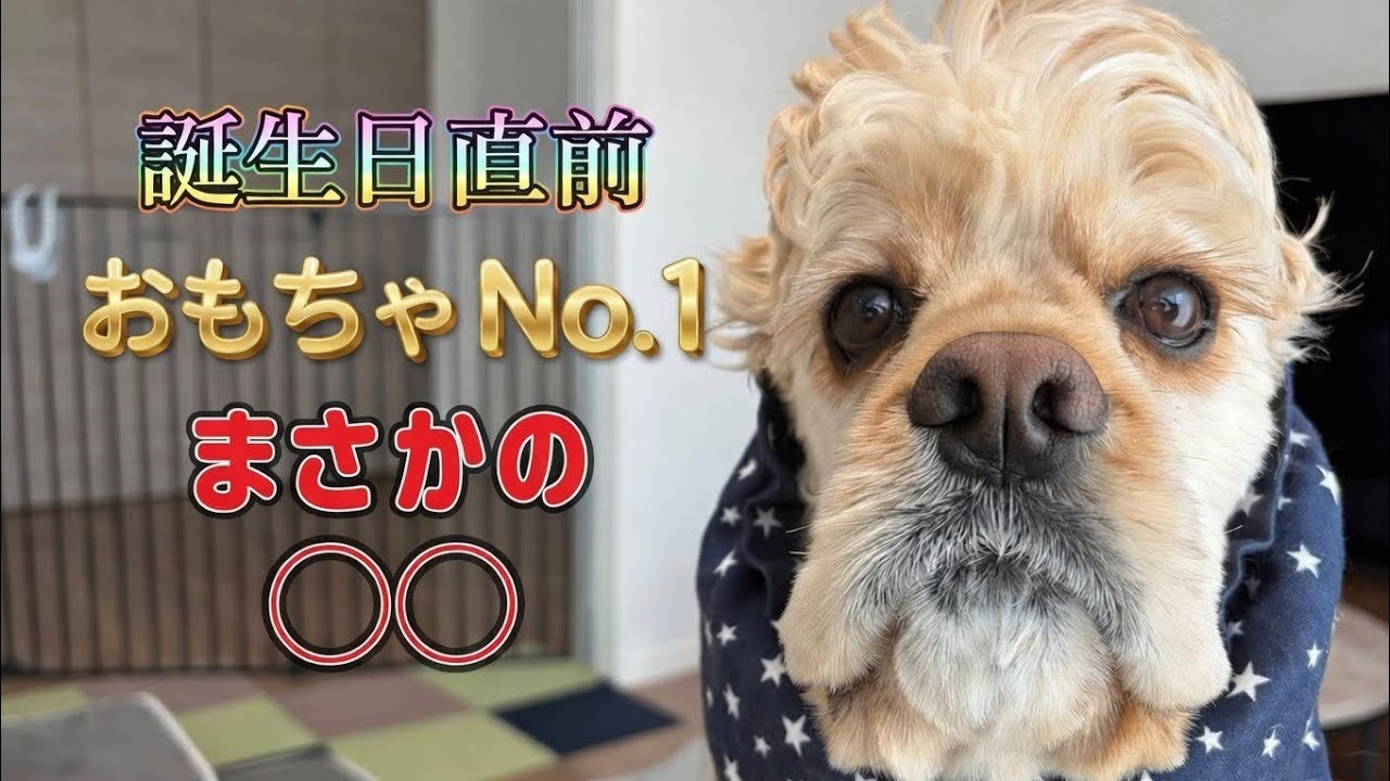【犬】【おもちゃ】誕生日直前。10個のうち“まさかの1番おもちゃ”はコレ？？