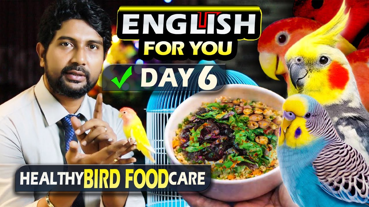 Day 6: What We Feed Our Budgies, Cockatiels & Lovebirds, and Birds English for You