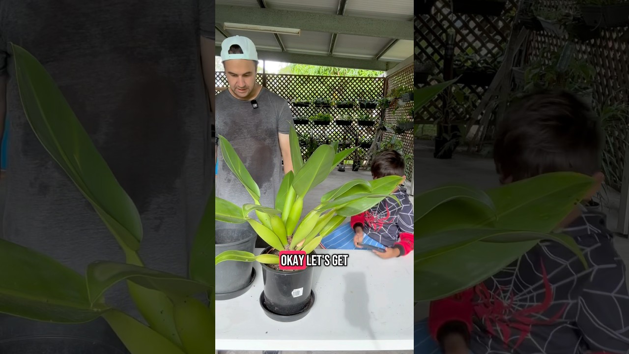 Philodendron Martianum AKA Fat Boy #philodendron #plants #houseplant #plantcare #garden #gardening
