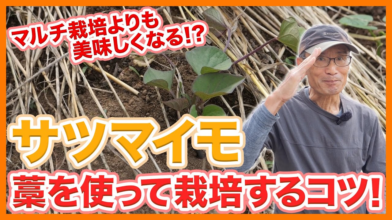家庭菜園や農園のサツマイモ栽培は藁を使うとマルチより美味しくなる！？乾燥防止や雑草予防にもなる藁を使ったサツマイモの育て方！【農家直伝】Tips for growing sweet potatoes.