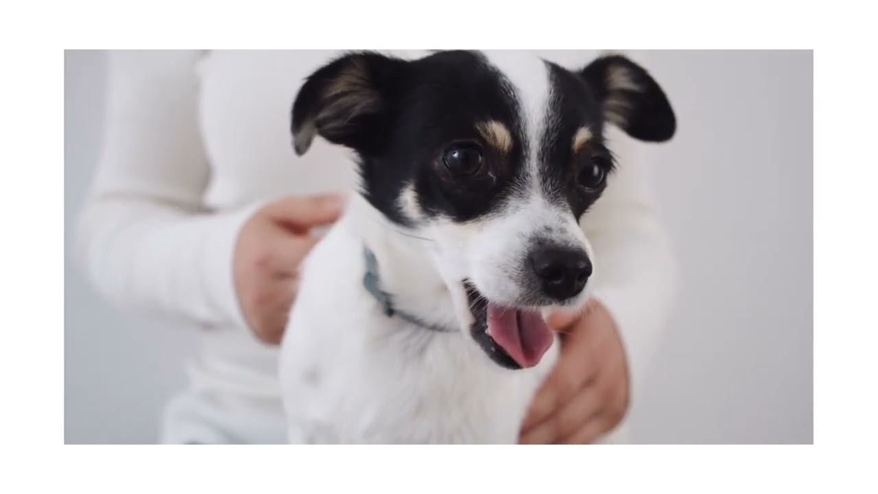 Conoce al encantador Perro Ratonero Bodeguero Andaluz