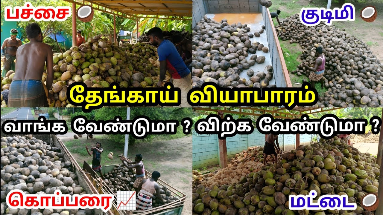 அதிக லாபம் தரும் தேங்காய் தொழில் 🥥 A - Z அடிப்படை தகவல்கள் | Coconut Wholesale Business | Tamil
