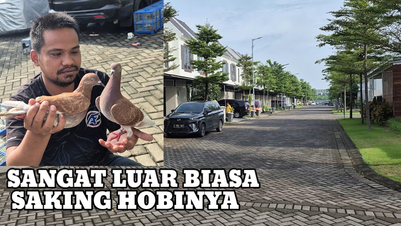 rumah mewah di jadikan kandang merpati balap anjirrr 12 Jan 2026