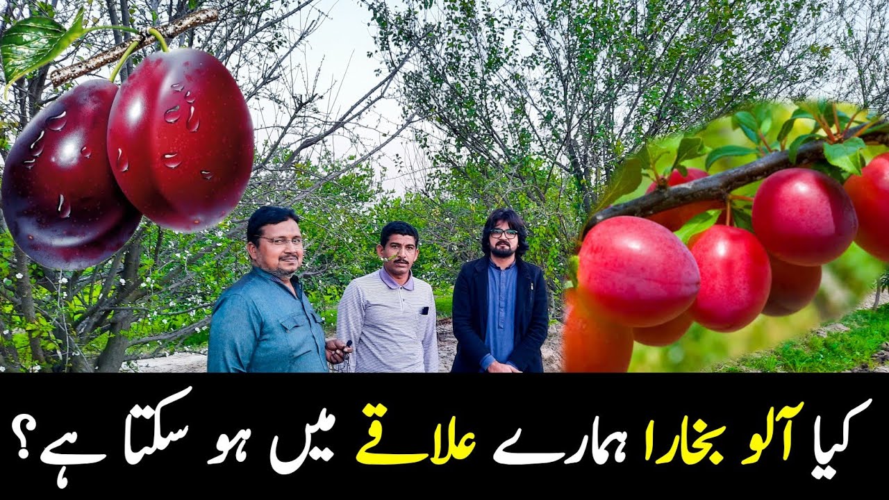 Plum Farming in Punjab / Aloo bukhara ki Kasht / Pakistan