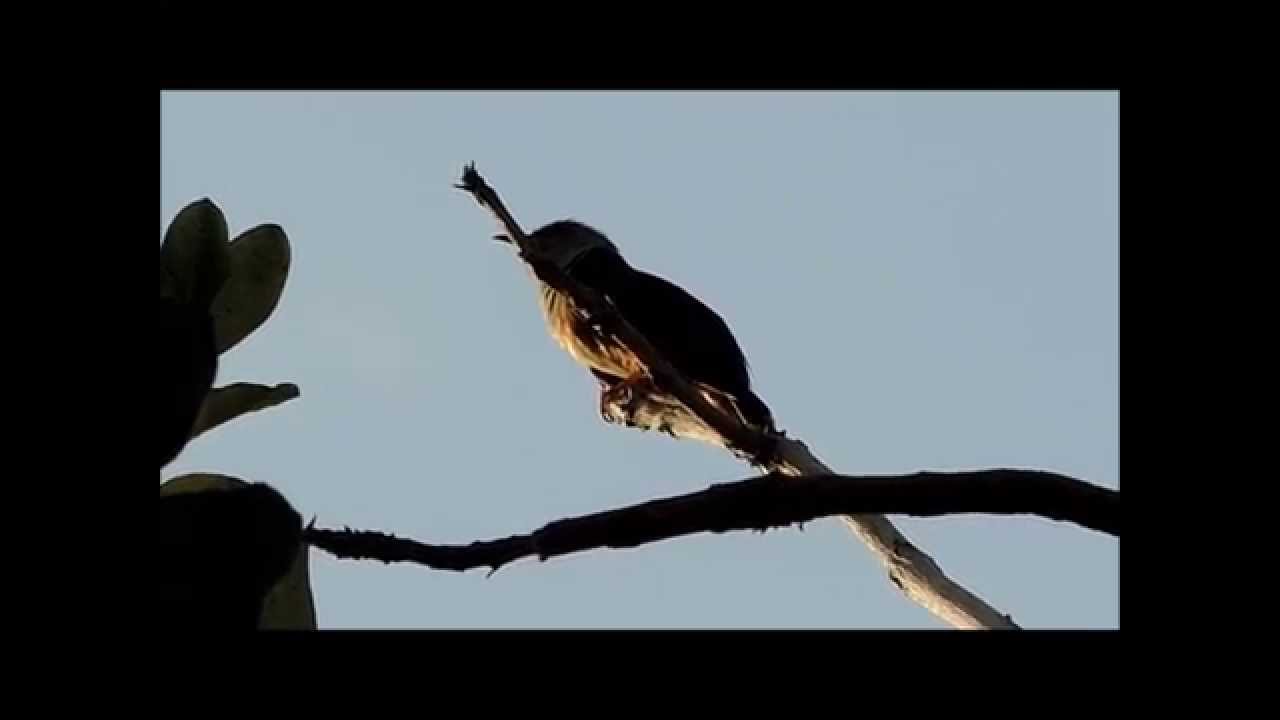 Plantive Cuckoo calling
