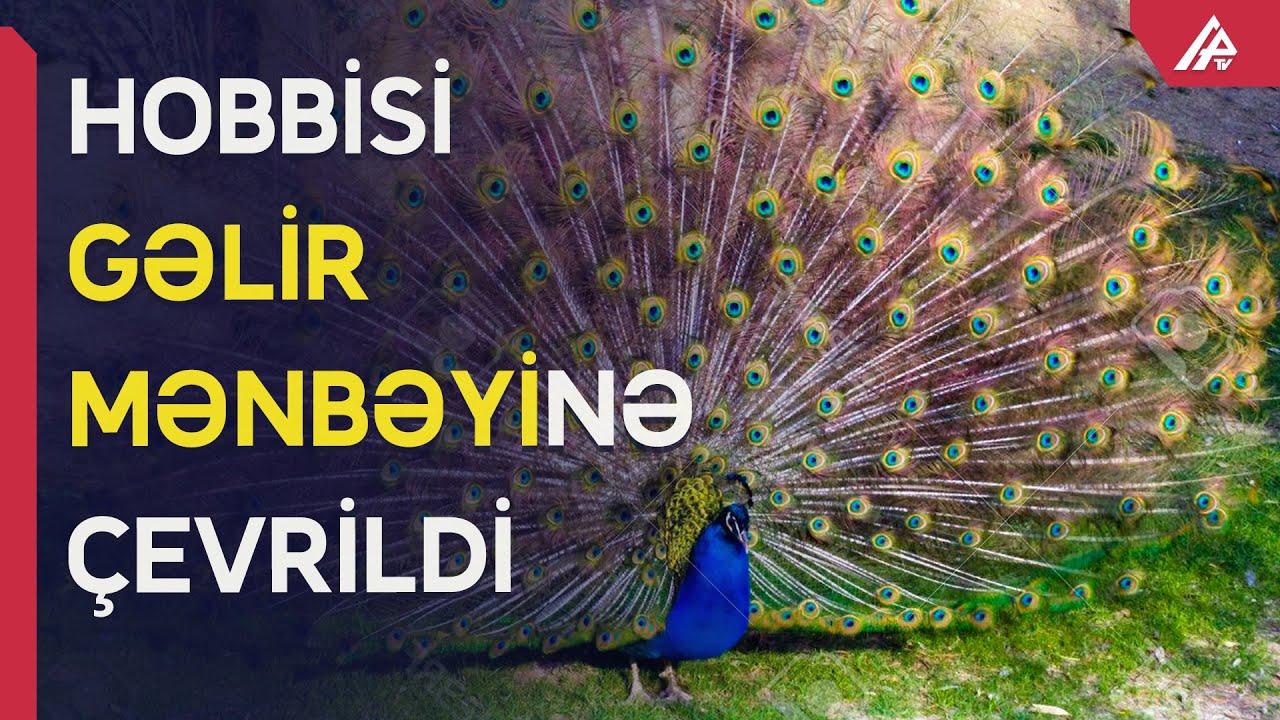 Cənnətdən qovulan tovuzquşu şabranlı müəllimin həyatını dəyişdi