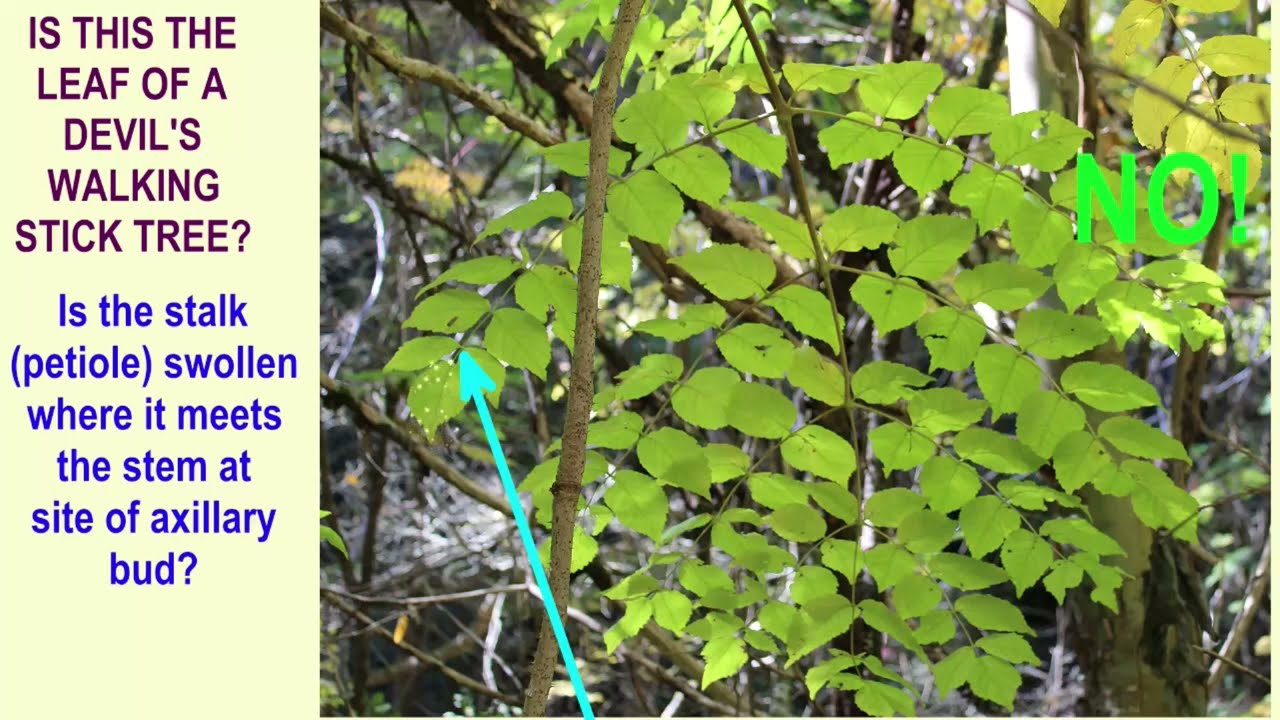 DEVILS WALKING STICK TREE the largest leaves in temperate North America