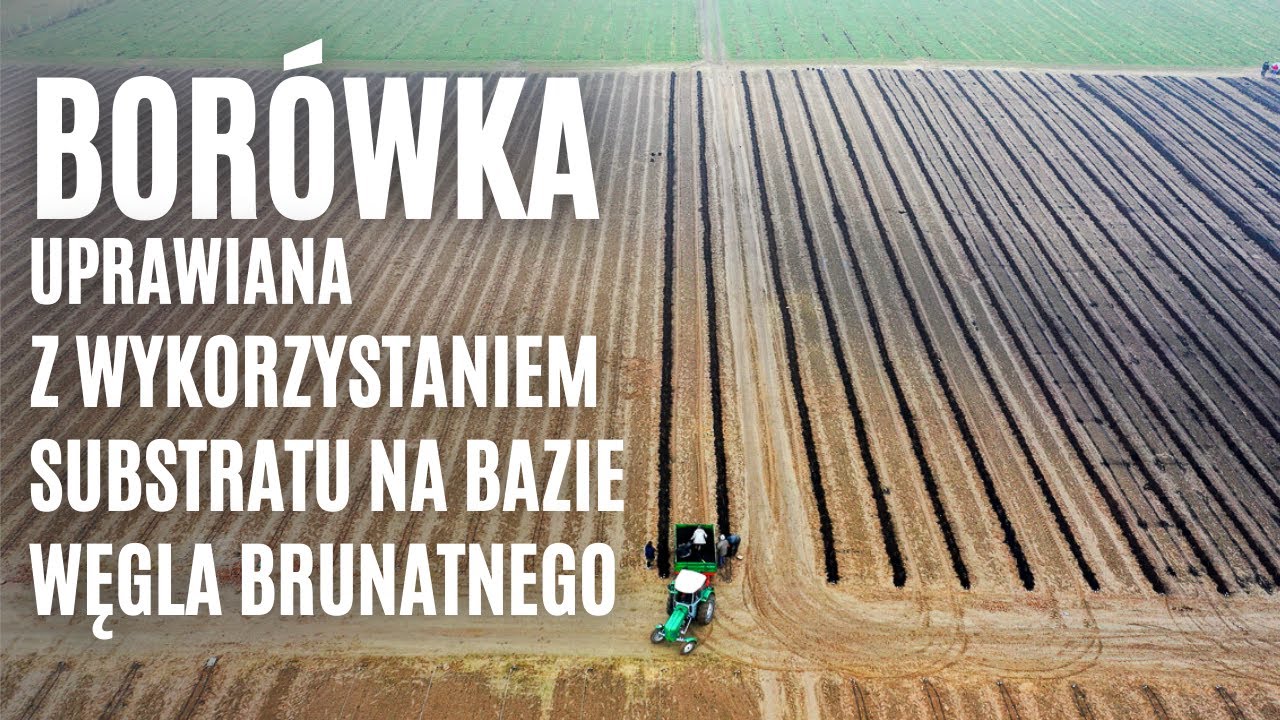 Borówka uprawiana z wykorzystaniem substratu na bazie węgla brunatnego