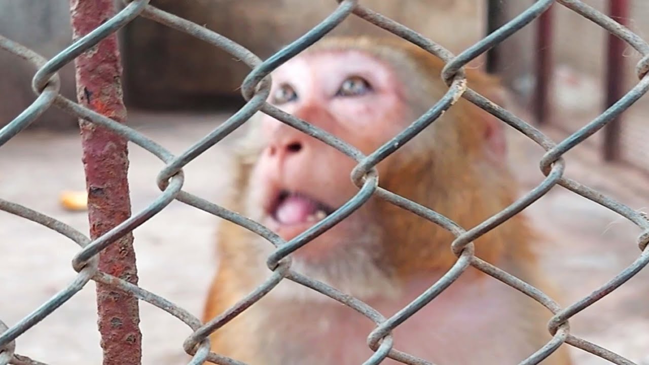 Emotional Monkey's Video in a Zoo #monkey