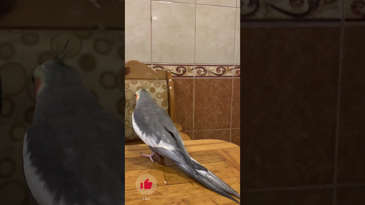Karella Danışır .(Aşkım,Cici kuş,Allahu Əkbər,Gəl baba gəl )Səhər səhər əhvalı yaxşıdı