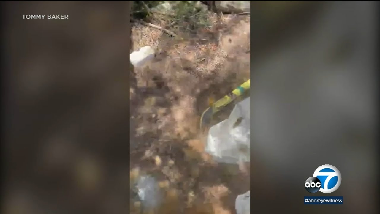 Aggressive bees swarm, attack man and neighbor's dog in growing trend