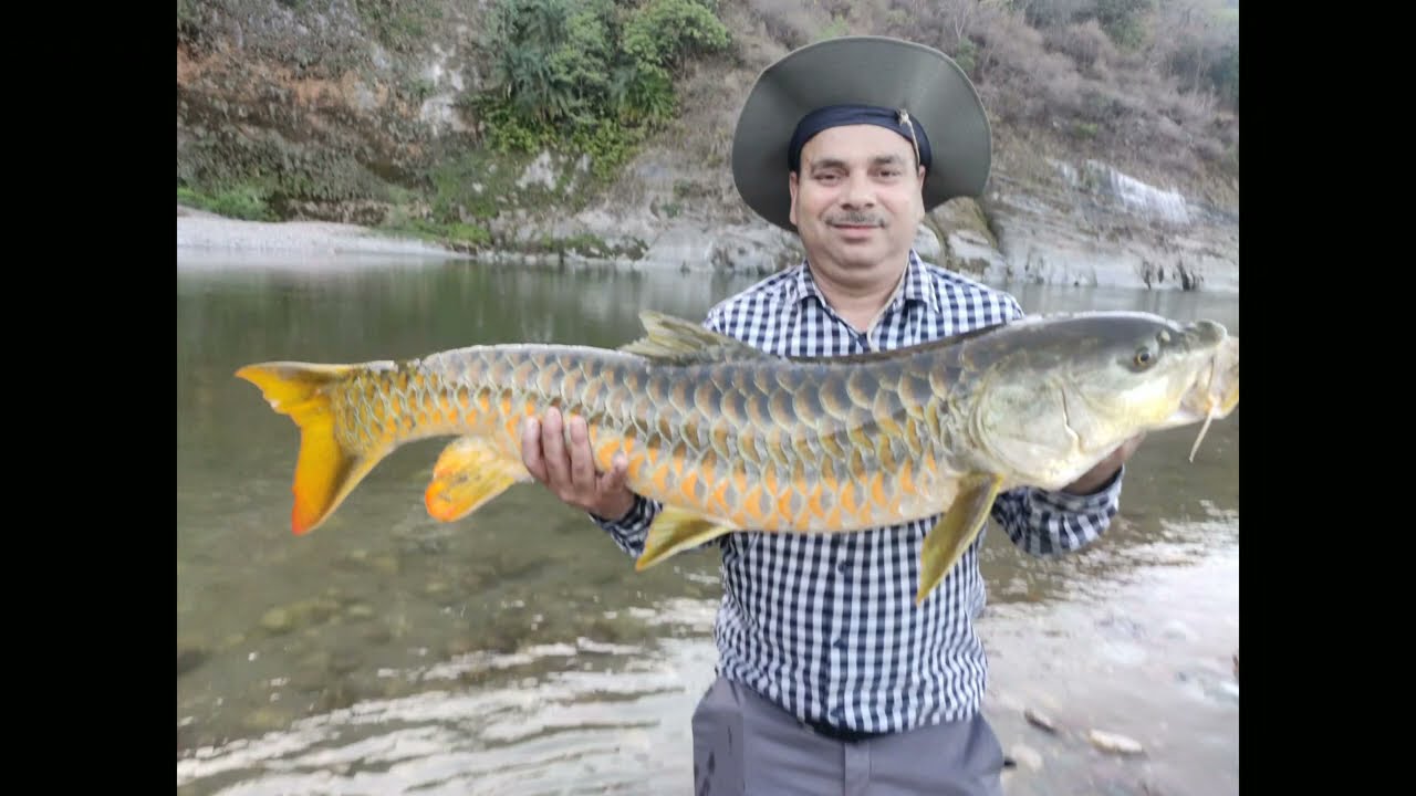 Himalayan Golden Mahseer fishing