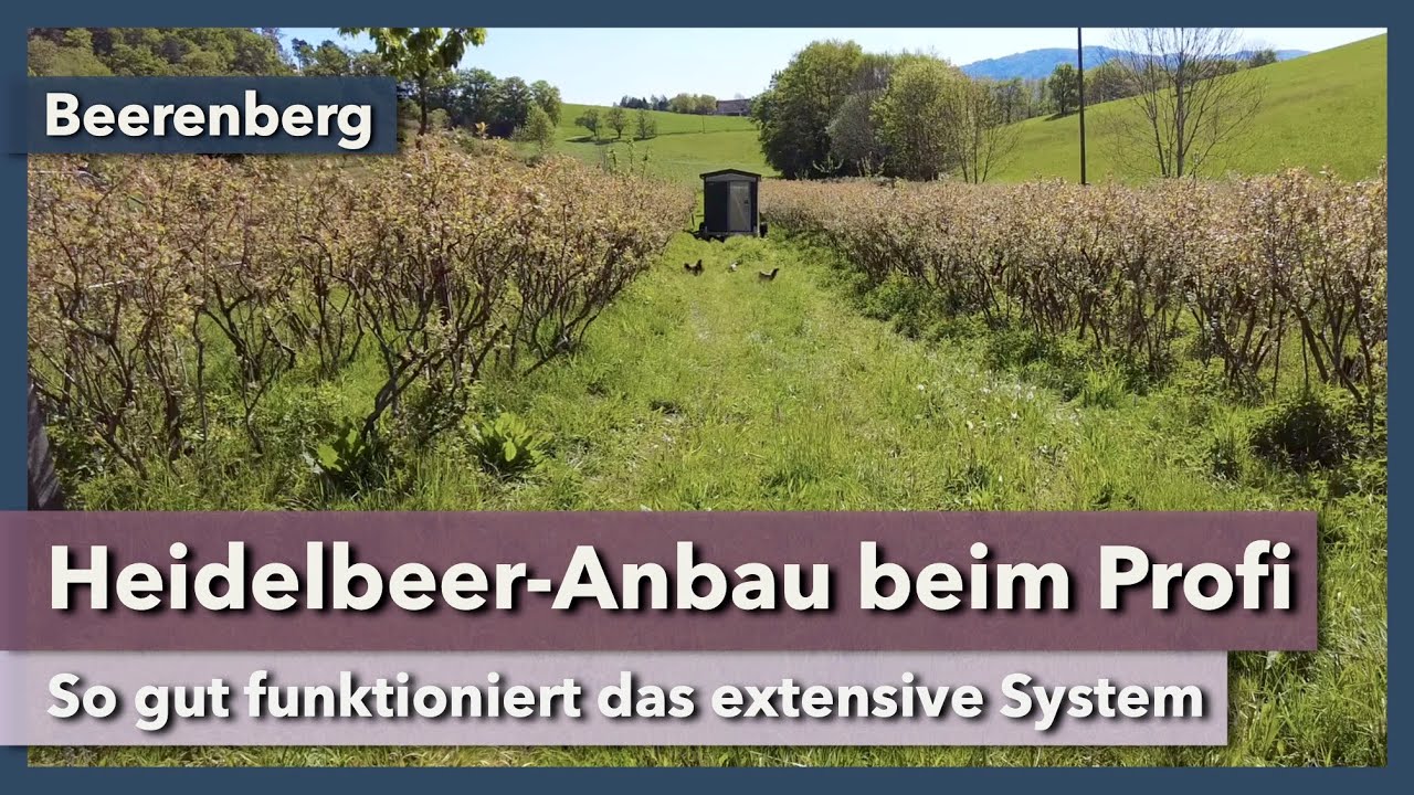 Heidelbeeren professionell anbauen - extensiv statt intensiv | Beerenberg | Rundgang 13 | 2024