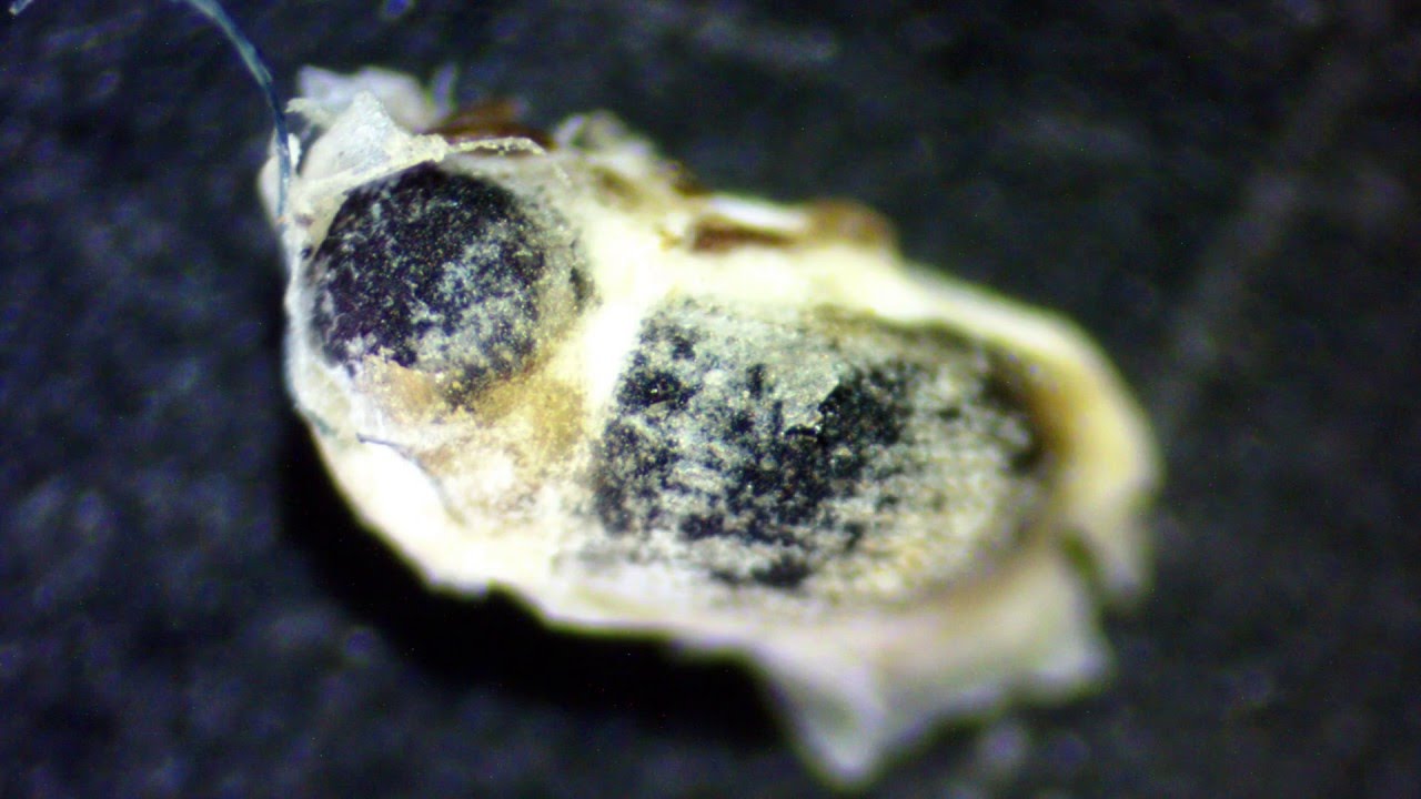 SAFERMIX: LA SOLUCIÓN MÁS EFECTIVA PARA EL CONTROL DE INSECTOS PLAGA