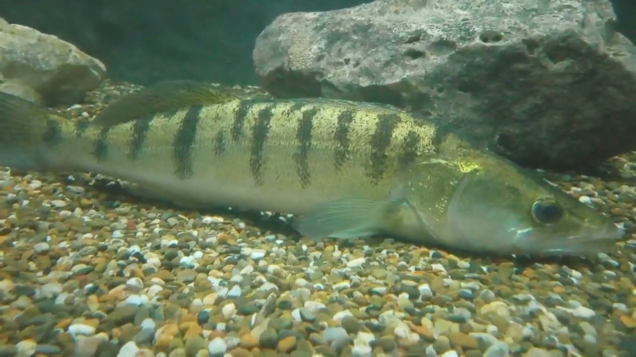 Ягорлык Жизнь в воде и у воды/A film about the aquatic inhabitants of the Yagorlyk Nature Reserve