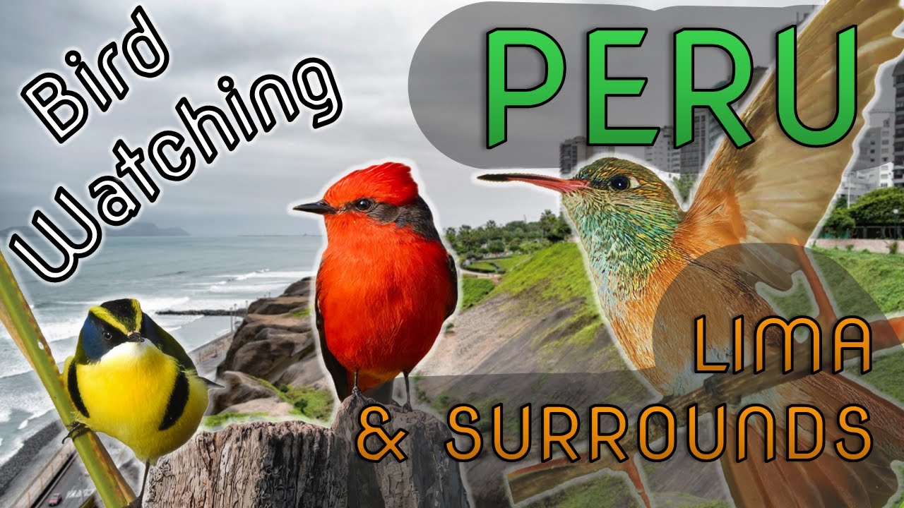 Bird Watching around Lima, Peru, South America