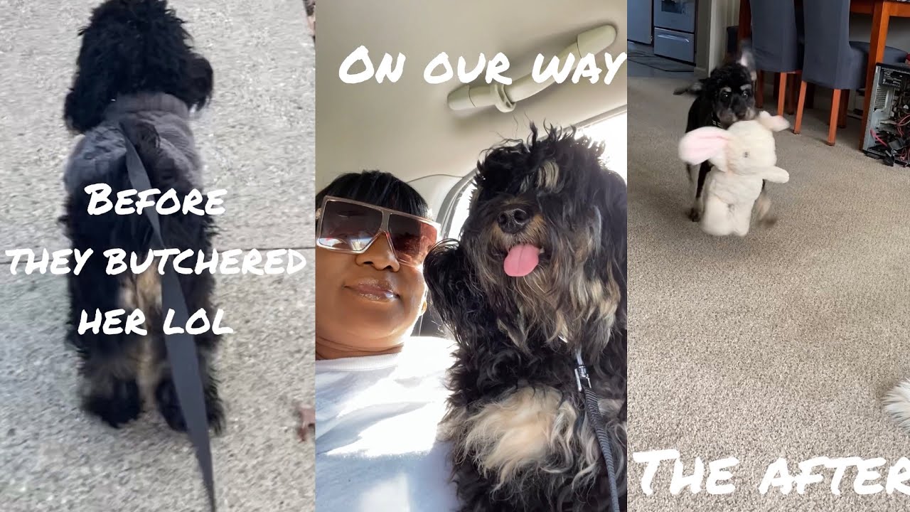 DONT LAUGH I ALMOST CRIED: 😂 BEFORE AND AFTER TRANSFORMATION #Cockapoo, #shortsfired, #shorts,