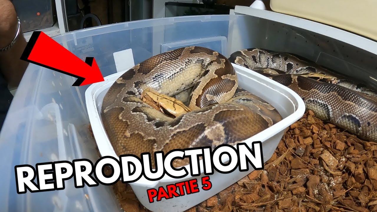 DES ÉNORMES BÉBÉS SERPENTS - MAGNIFIQUE REPRODUCTION - Partie 5