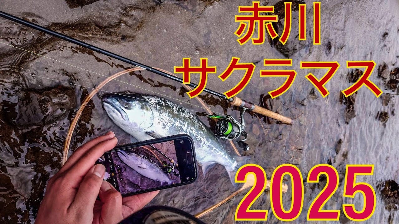 【サクラマス】【赤川】2025年3月 東北遠征の巻 その弐