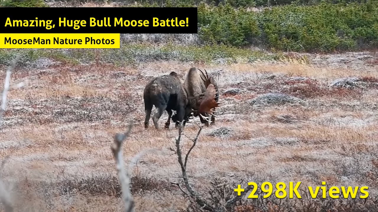 Amazing, Giant Bull Moose Fighting !
