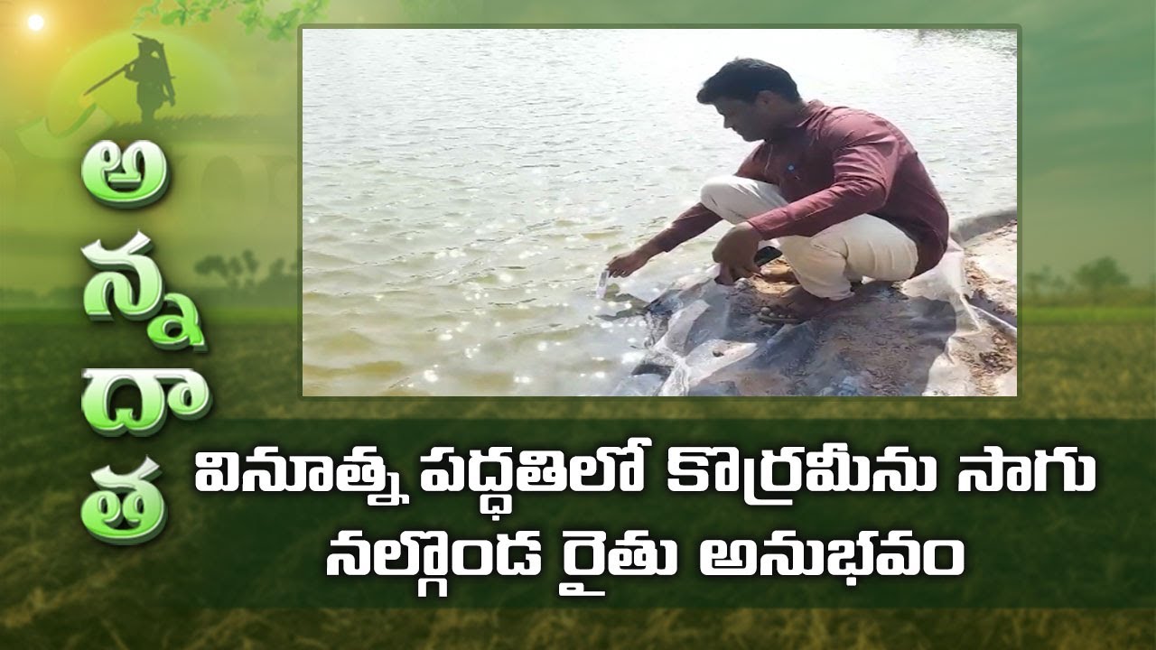 Murrel Fish – New Farming Techniques by Nalgonda Farmer