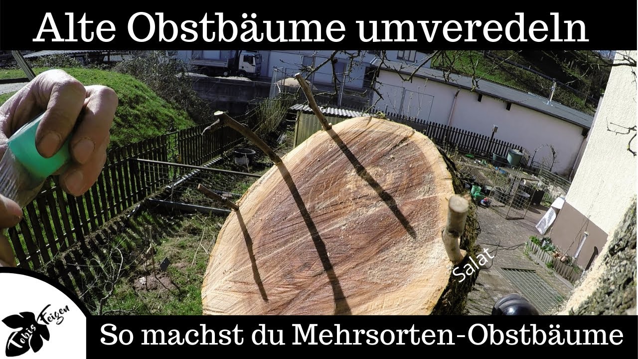 Alte Obstbäume Umveredeln | Mehrsortenobstbaum