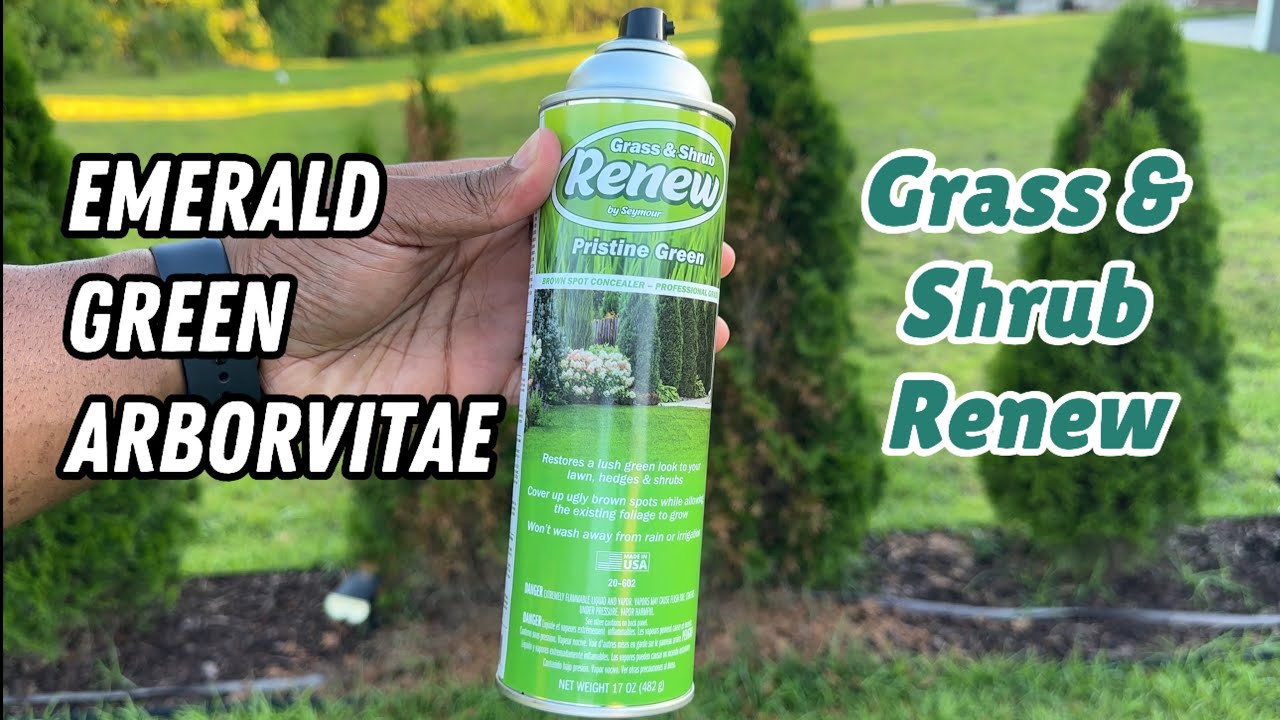 Emerald Green Arborvitae, ep. 5 | Grass and Shrub Renew (Review)
