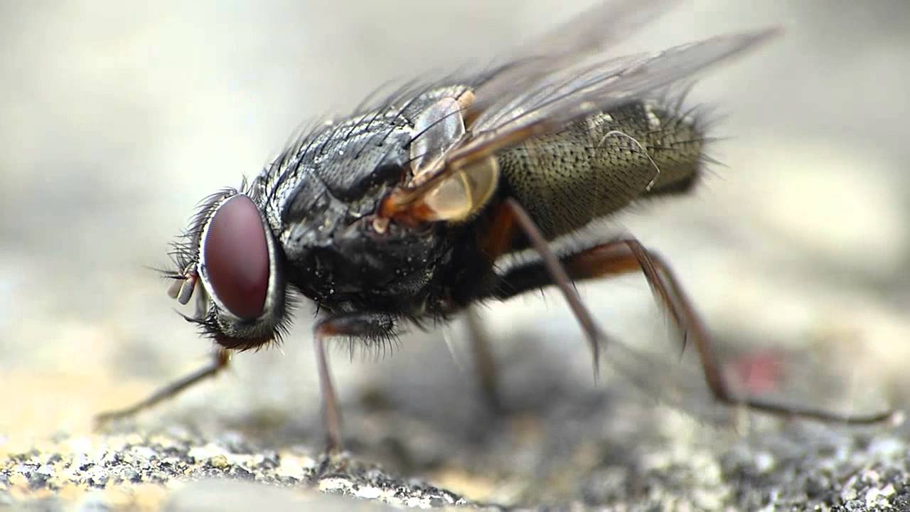 Fly cleaning itself Macro Footage HD