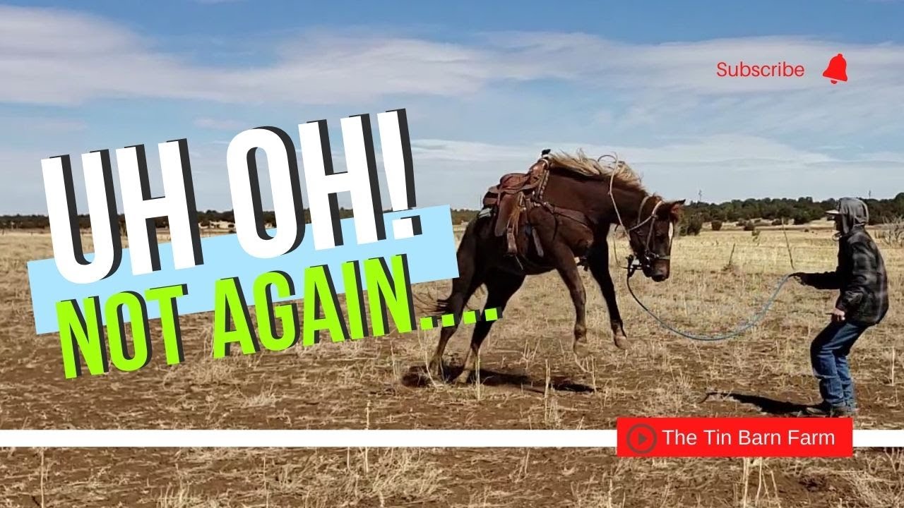 Oh NO!  Not again | Working with Skippy our Skipper W Bred Mare
