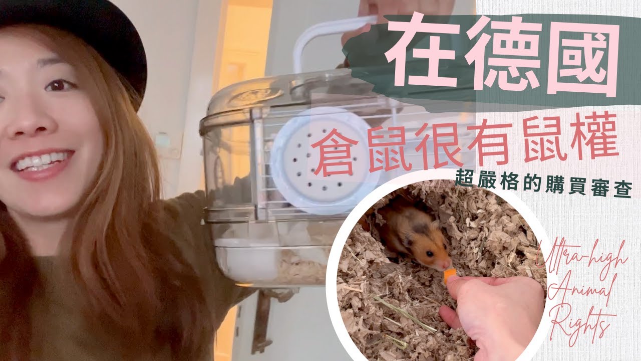 在德國養一隻倉鼠｜嚴格的購買審查｜鼠權自助餐｜