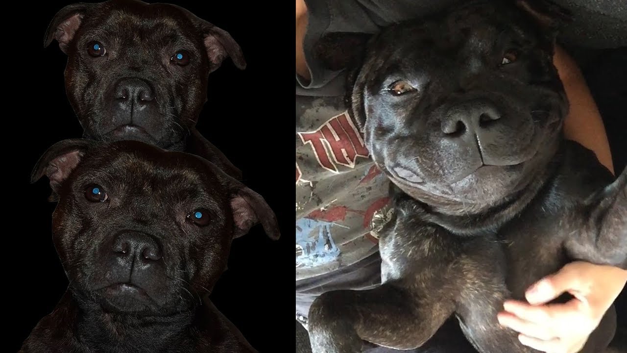 Staffies.. It's all about them