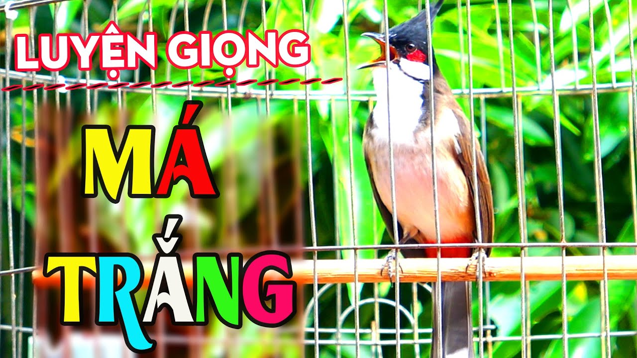 💖Luyện Giọng VÍP Cho Chào Mào Má Trắng,Chào Mào Non Dễ Học - Giọng Hay - Chào mào song kon hót.03
