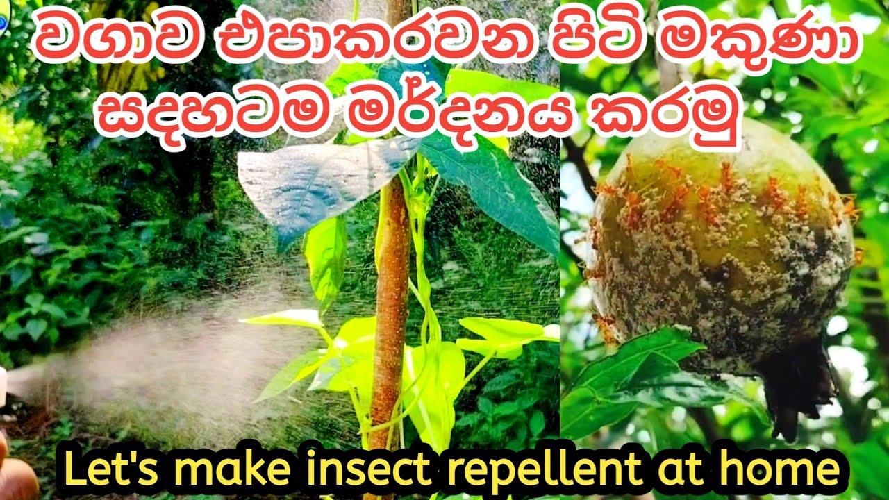ලූනු පොතු වලින් පිටි මකුණෝ සදහටම පලවා හරින කෘමි විකර්ෂකයක් | Natural Pest Control #කෘමිවිකර්ෂක