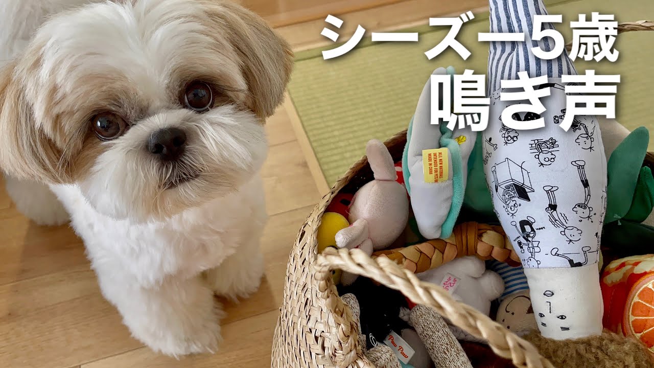 【癒し動画】おもちゃをせがむシーズー犬の鳴き声が会話になってしまいましたw / The Shih Tzu wants a toy. He barks cutely.