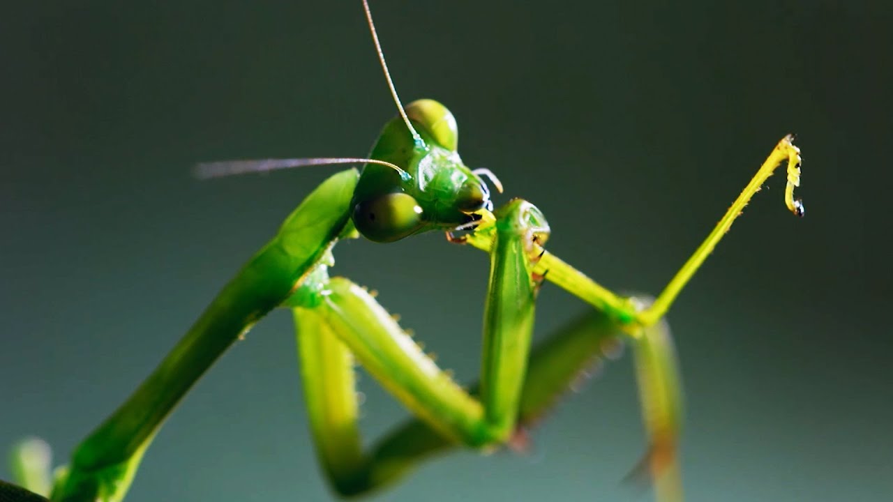 The Headless Mating Mantis | The Mating Game | BBC Earth