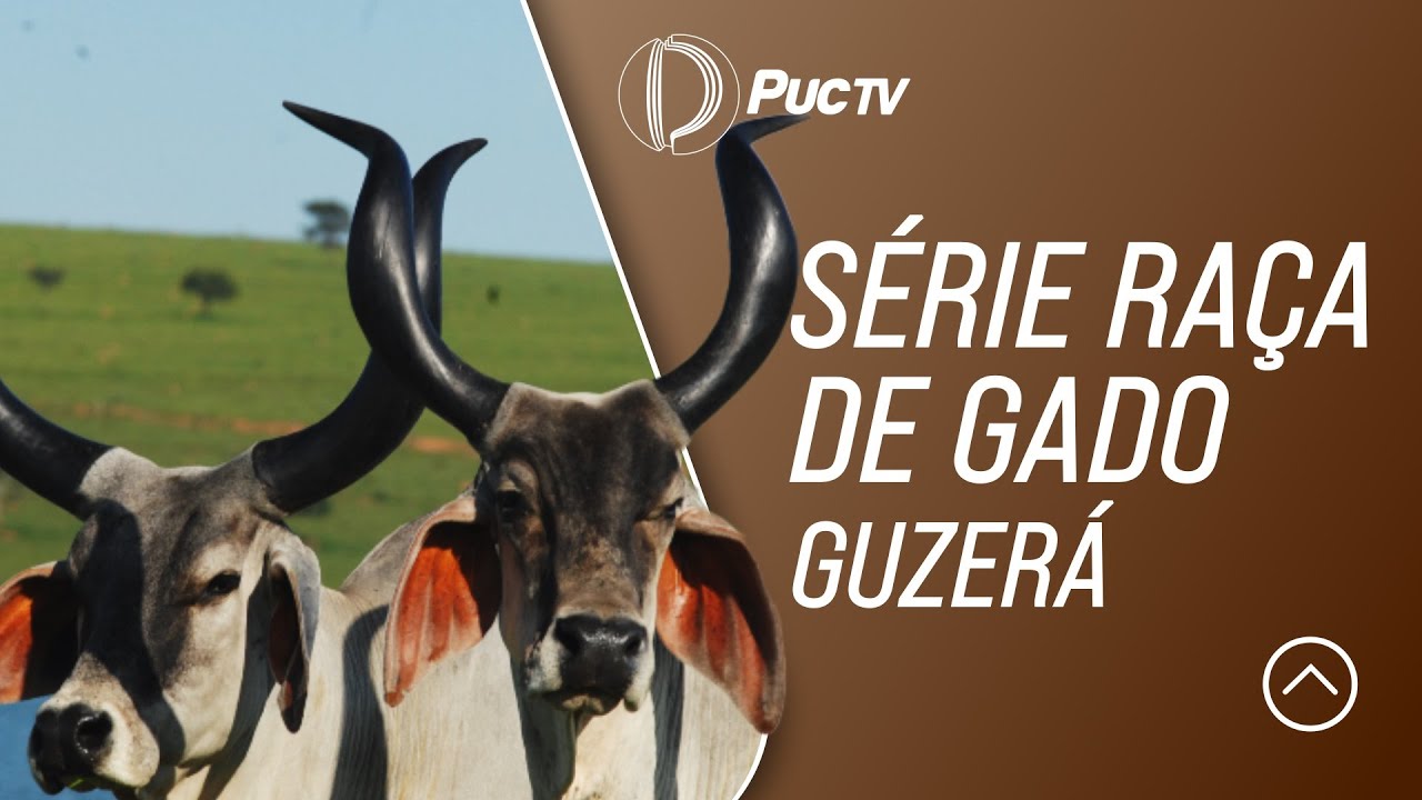 SÉRIE RAÇA DE GADO: GUZERÁ